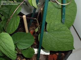 Image result for Ipomoea parasitica