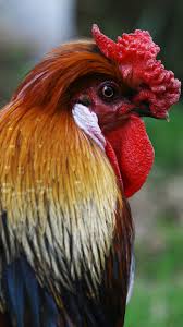 We did not find results for: Download Wallpaper 938x1668 Rooster Bird Profile Iphone 8 7 6s 6 For Parallax Hd Background