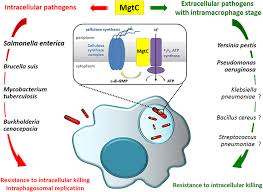 Image result for Intracellular Bacteria