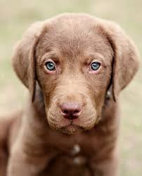 Chocolate Labrador Retriever Retriever Mix Chesapeake Bay Retriever Dog Mixes