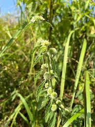 Image result for Hyptis