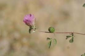 Image result for Cienfuegosia hildebrandtii