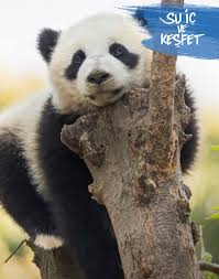 4.8 out of 5 stars. Panda Facts Fun Quiz Nestle Pure Life