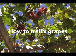 Image result for pruning grapes on a pergola