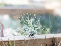 Image result for Xerophyta argentea