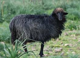 La Fauna Del Parco La Pecora Nera Di Arbus Eccellenza In Via Di Riconoscimento Pecora Pecora Nera Animali