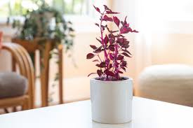 If your christmas cactus is bombarded with bright, hot. Iresine Plants Growing Blood Leaf Indoors