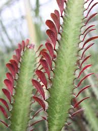 Below is a complete and up to date list of all condos for sale listed by all the realtors in if you are looking for another affordable type of home check out all the townhomes in st george for sale! Euphorbia Trigona Red Cathedral Cactus Euphorbiaceae Euphorbia Unique Plants Red Cactus