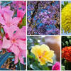 Flowering trees in central florida. Https Encrypted Tbn0 Gstatic Com Images Q Tbn And9gctljdhzfawggosvfpqoosab4yrjpjroiwr7ltfaydfqz7cb7os Usqp Cau