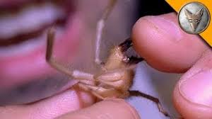 Huntsman spiders are found living under loose bark on trees, in crevices on rock walls and in logs, under rocks and slabs of bark on the ground, and on huntsman spiders of many species sometimes enter houses. Ahhh Camel Spider Chews My Finger Youtube