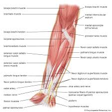 Conversely the triceps brachii, located in the posterior compartment of the arm, is primarily involved in forearm extension. Arm Definition Bones Muscles Facts Britannica