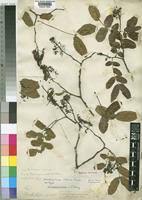 Image result for Brachystegia spiciformis × microphylla