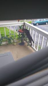 Image result for Wild Strawberry 1991 Tracer