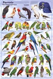 Laminated Parrots Educational Bird Chart Art Poster
