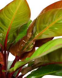 Image result for Filodendron Philodendron