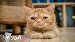 Kedilerde Bagirsak Hastaliklari Kedi Blog