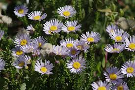 Image result for Felicia mossamedensis