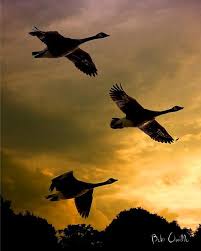 Birds Fly South For The Winter The Journey South By Bob Orsillo Geese Photography Canadian Goose Beautiful Birds