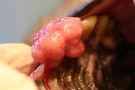Cancer cells, or healthy cells. Oral Tumors In Dogs Cats Pets Pet Oral Cancer Veterinary Dentist Wisconsin Oshkosh Green Bay Greenfield Glendale Dr Kressin