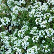 Sweet Alyssum A Tiny Plant With Big Impact Alyssum Plants Tiny Plants
