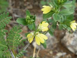 Image result for Justicia odora