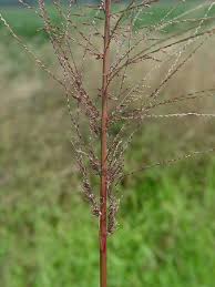 Image result for Leptochloa uniflora