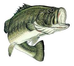 Learn how to draw a rainbow trout in a few easy steps! Best Bass Fish Outline 18258 Clipartion Com