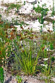 Image result for Pycreus polystachyos