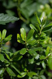 Image result for Bertiera angusiana