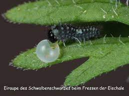 □ der vermieter sagt, wann der mieter einziehen darf, aber es gibt kein. Lebenszyklus Schwalbenschwanz