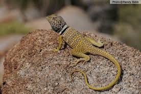 Black And White Striped Lizard Arizona Sonoran Collared Lizard Crotaphytus Nebrius Reptiles Of Arizona