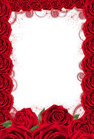 Red Rose Transparent Png Frame Red Roses Background Red Roses Wallpaper Rose Frame