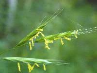 Image result for Pseudobromus