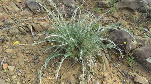 Image result for Pentzia incana