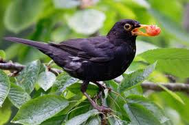 Wermelskirchen Gartenbesitzerin Ist Besorgt Alle Vogel Seien Plotzlich Verschwunden