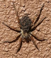 Black And White Jumping Spider Texas Mother Wolf Spider Family Lycosidae With Baby Spiderlings On Her Back My Favorite Spider Wolf Spider Spider Poisonous Spiders