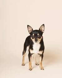 Information About The Chihuahua Toy Fox Terrier Mix Taco Terrier Toy Fox Terriers Fox Terrier Taco Terrier