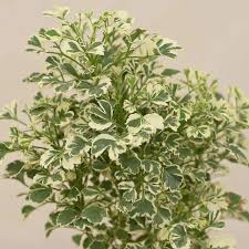 Image result for Polyscias