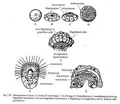 Moth stop carpet moth killer and freshener spray 500ml. Study Notes On Scypha Porifera