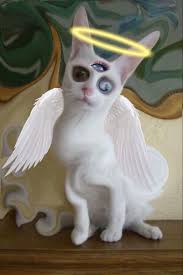 angel cat angel cat cats cat s