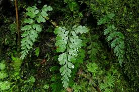 Image result for Asplenium goetzei