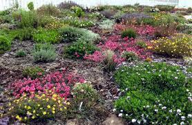 Pin By Audrey Holmes On South African Plants Landscaping With Rocks Waterwise Garden African Plants