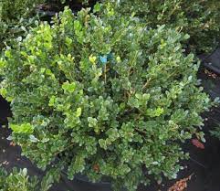 Use hand pruners or shears. Buxus Microphylla Var Koreana Winter Gem Little Leaf Boxwood From Pleasant Run Nursery