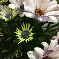 Jak začít pěstovat pokojové květiny. Kvetiny Florenc Flower Shop In Karlin