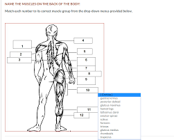 Name of muscles in the body. Name The Muscles On The Back Of The Body Match Each Chegg Com