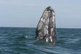 This town is known as the whale watching capital of the oregon coast thanks to a resident pod of gray whales that makes its home offshore from march through december. Whale Watching In Oregon Where When To See Whales In Oregon
