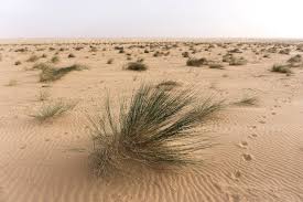 Horizontal banner with caravan of camels in sahara desert, morocco. On A Caravan With One Of The Sahara S Last European Explorers