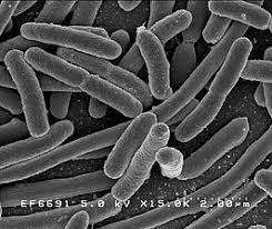 Coli) bacteria normally live in the intestines of people and animals. Escherichia Coli Wikipedia