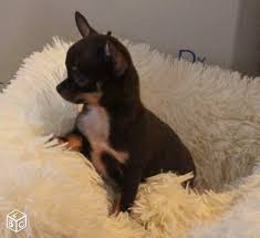 Femelle Chihuahua Mini Poil Court Chocolat 900g Chihuahua Love Chihuahua Dog Love
