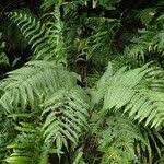 Image result for Pteris linearis